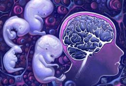 پروسه رشد مغز از بدو تولد