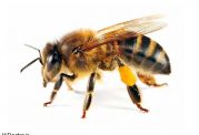 آیا زهر زنبور برای  پیشگیری از سرطان فایده دارد؟