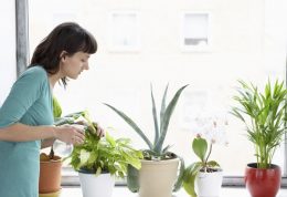 سبز شوید:  فایده های نگهداری گیاهان در منزل