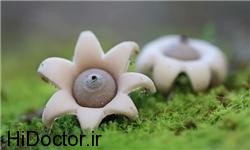 گلچینی از زیباترین و رویایی ترین قارچ های دنیا
