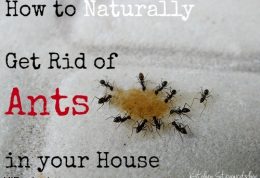 دور کردن حشرات از محل زندگی