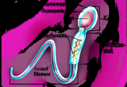 پرسش هایی رایج درباره ناباروری و تحلیل رفتن اسپرم
