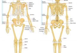 انواع استخوان بر حسب شکل