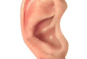 کاوشی در زمینه سیستم شنوایی