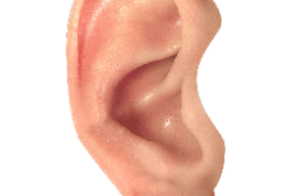 کاوشی در زمینه سیستم شنوایی
