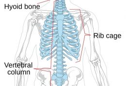 استخوان بندی محوری (سر و صورت – ستون فقرات – قفسه سینه)