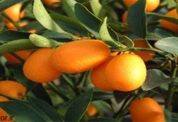 کامکوات – پرتقال طلایی در خدمت سلامتی شما