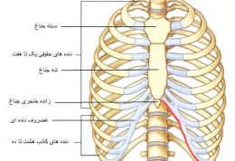 آناتومی قفسه سینه و دنده ها