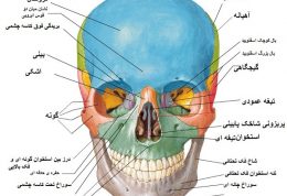 استخوان های ناحیه سر و صورت