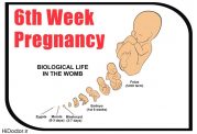 هفته های نخست بارداری و این عارضه ها