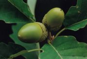 عکس هایی از میوه بلوط