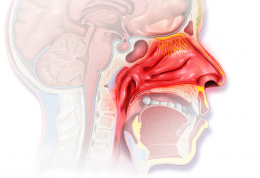 تب یونجه – زکام به دلیل حساسیت