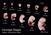 تصاویری از مراحل مختلف تکامل جنین