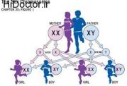 کروموزوم های والدین و انتخاب جنسیت