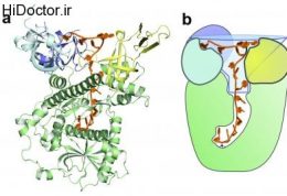 چگونه آنزیمها  پیام های سلولی را می شناسند