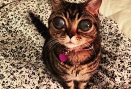 بیماری که چشم های گربه را خاکستری کرد