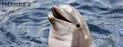 تحقیقات  دلفین ها و کشفیاتی در باره ابتلا به دیابت نوع 2