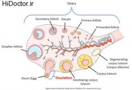 اطلاعاتی جامع در مورد تنظیم تخمک گذاری