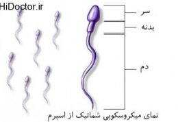 کمی بیشتر درباره آزمایش آنالیز اسپرم و طریقه انجام آن بدانید