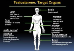 مضرات کم شدن هورمون تستوسترون مردانه