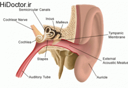 راهیابی عفونت گوش به سمت مغز