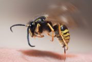 چگونه در منزل نیش زنبور عسل را درمان کنیم