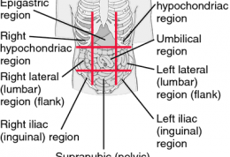 شناسایی دردهای نواحی مختلف شکم و درمان های آنان
