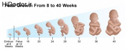 تغییرات حاملگی از هفته اول
