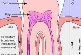 شناخت بیشتر درباره ساختار دندان