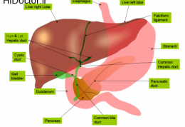 پرهیز از این موارد خوراکی به خاطر کیسه صفرا