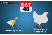 دانستنی هایی در مورد مرغ هورمونی در بازار