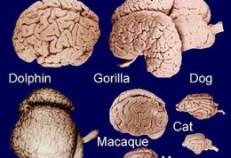 اندازه مغز روی هوش افراد تاثیری دارد؟