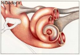 سمّیت گوش Ototoxicity