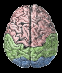 چگونگی کار مغز (مخ)