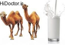 تاثیرات مفید شیر شتر بر امراض قندی