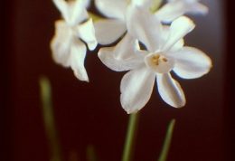 تاثیرات مفید بوییدن گل ها بر رفع سرماخوردگی