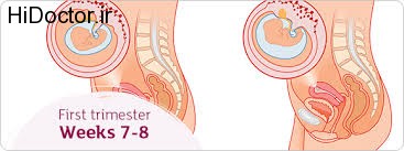 هفتمین هفته از بارداری