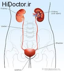 بیماری ها و امراض کلیوی