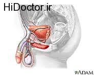 پروستات دارای چه خصوصیاتی است