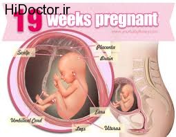 همه تغییرات جنین در هفته 19 بارداری