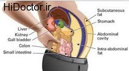 کشف  اسرار  بوجود آمدن چربی احشایی