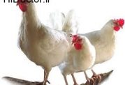 کنترل بهداشتی مرغ (گوشت پرندگان)