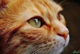 گربه خانگی مانعی برای سرطان تخمدان در زنان