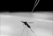 پشه مالاریا و برطرف کردن سرطان