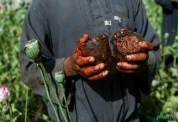 بررسی جدید  محققان ایرانی در مورد تریاک