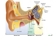 حفاظت از شنوایی با دانستن این نکات