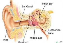 خطر از بین رفتن پرده گوش با این نشانه ها