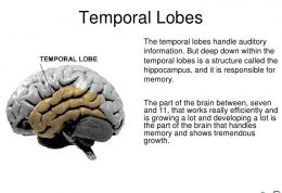 درباره بخش تمپورال در مغزتان چه میدانید