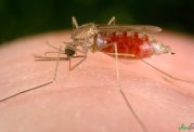شناسایی 37 مورد مالاریا در هرمزگان