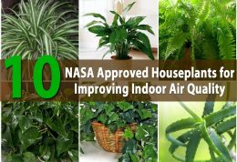 گیاهان خانگی تصفیه کننده هوای منزل